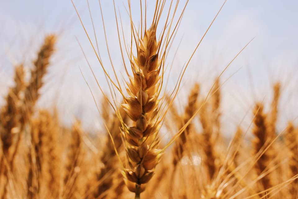 Семя производит по роду своему Лук 8:11-15 Семя производит по роду своему Лук 8:11-15