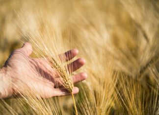 Семя производит по роду своему. Лука 8:11-15 Семя производит по роду своему Лук 8:11-15