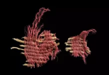 Древний фрагмент ткани, окрашенный в красный цвет с помощью насекомого под названием Kermes vermilio, возможно, библейского «алый червь». Фото: Дафне Газит / Израильское управление древностей