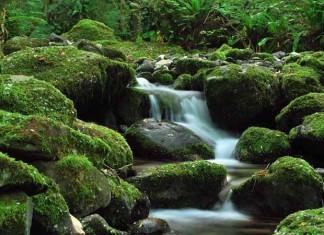 Сады в жизни Иисуса (Евангелие от Иоанна 18, 19 главы)