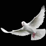 Свидетельства искупления в живом мире Божия благодать